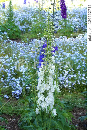 デルフィニウムの花・2025年4月 デルフィニウムの花・2025年4月 126232753