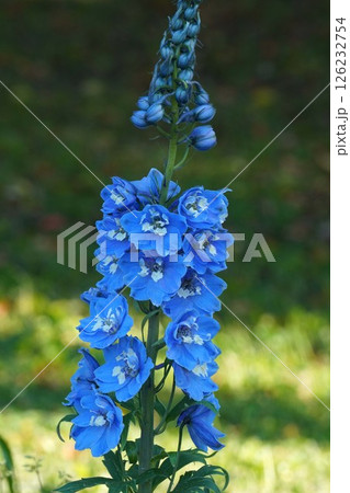 デルフィニウムの花・2025年4月 126232754