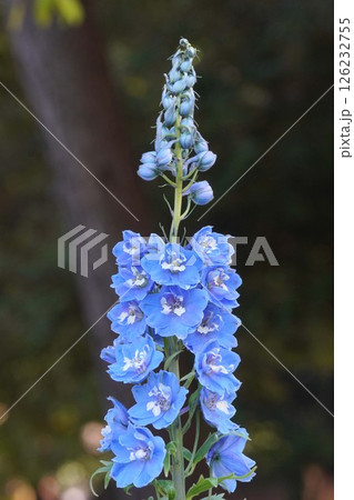 デルフィニウムの花・2025年4月 126232755