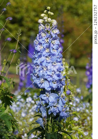 デルフィニウムの花・2025年4月 126232757