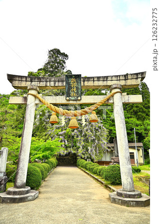 磯部神社の山藤の花 磯部神社の山藤の花 126232775
