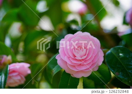 ピンクのカワイイ椿の大木10 126232848