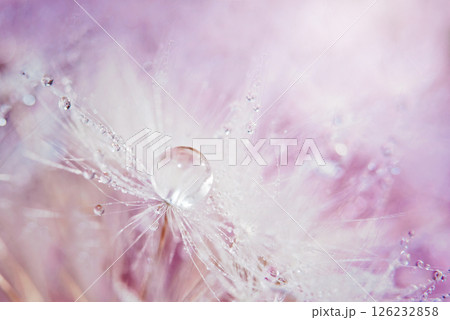 Dandelion and Water Drop. Macro of dandelion seed with a water droplet on soft pink and purple background symbolizing clarity, elegance, focus, and visionary business or beauty concepts Dandelion and Water Drop. Macro of dandelion seed with a water droplet on soft pink and purple background symbolizing clarity, elegance, focus, and visionary business or beauty concepts 126232858