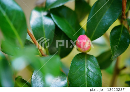 挿し木5年・我が家の庭に初めて蕾を付けた椿（ヒシカライト）の蕾 126232874