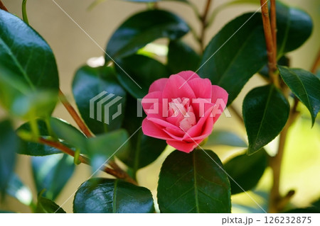 挿し木5年・我が家の庭に初めて咲いた椿（菱唐糸） 126232875