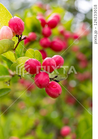 Ripe Mango and Gooseberry on Tree 126233018