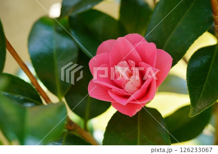 挿し木5年・我が家の庭に初めて咲いた椿（菱唐糸） 126233067