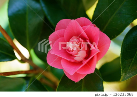挿し木5年・我が家の庭に初めて咲いた椿(菱唐糸) 挿し木5年・我が家の庭に初めて咲いた椿(菱唐糸) 126233069