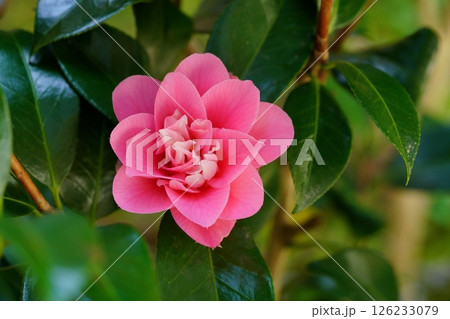 挿し木5年・我が家の庭に初めて咲いた椿(菱唐糸) 挿し木5年・我が家の庭に初めて咲いた椿(菱唐糸) 126233079