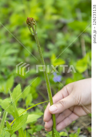 春の訪れを告げる山菜　わらびの収穫 126233138