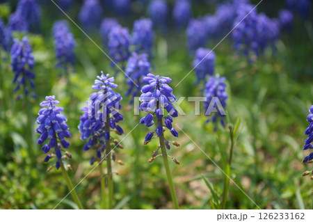 ブドウムスカリの花 ブドウムスカリの花 126233162