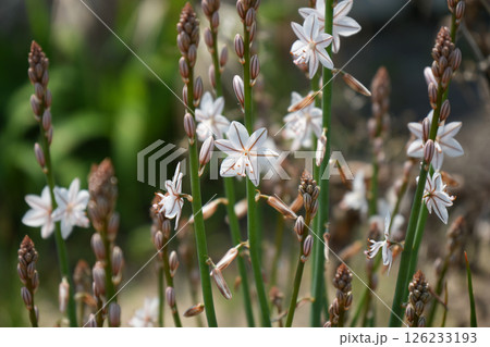 ハナツルボラン ハナツルボラン 126233193