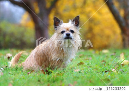 Very cute crossbreed dog in autumn Very cute crossbreed dog in autumn 126233202