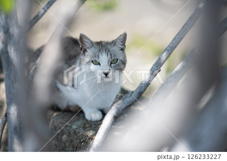 堤防の上でくつろぐ可愛い野良猫 126233227
