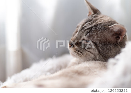 窓辺でくつろぐ可愛い猫　シャムトラ猫 126233231