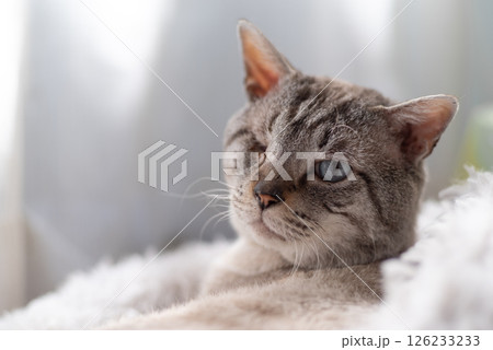 窓辺でくつろぐ可愛い猫　シャムトラ猫 126233233