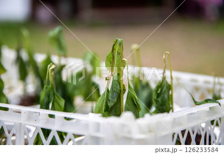 Frozen pepper seedlings in jars for planting in the ground. Frost in spring, close-up 126233584
