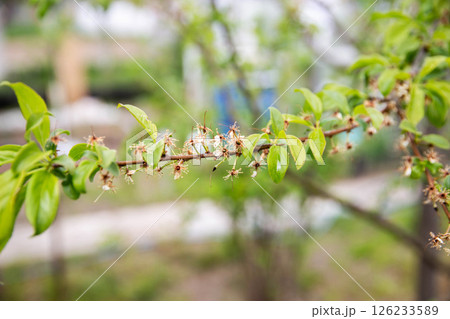 Frozen flowers of a fruit tree in spring. Frost in spring, damage to crops, copy space for text 126233589