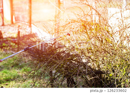 Sprayer rod against the background of bushes and trees with swollen buds. Treatment of bushes in spring from pests and diseases. Copy space for text Sprayer rod against the background of bushes and trees with swollen buds. Treatment of bushes in spring from pests and diseases. Copy space for text 126233602