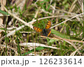 休息をとるベニシジミ 126233614