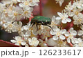 花粉を食べるハナムグリ属 126233617