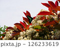 花と寄り添うチョウ 126233619