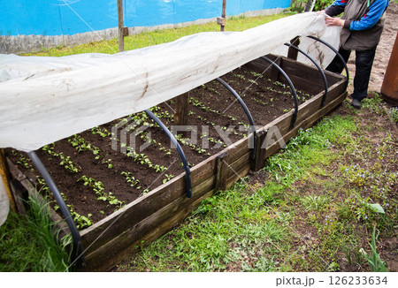 Covering plants in the country with film from frost. Copy space for text Covering plants in the country with film from frost. Copy space for text 126233634