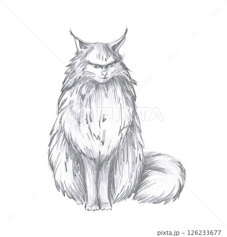 Angry sitting cat with fluffy tail. Isolated pencil illustration for Halloween theme party decoration, interior, fabric printing, posters, postcards. Angry sitting cat with fluffy tail. Isolated pencil illustration for Halloween theme party decoration, interior, fabric printing, posters, postcards. 126233677