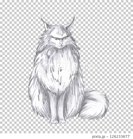 Angry sitting cat with fluffy tail. Isolated pencil illustration for Halloween theme party decoration, interior, fabric printing, posters, postcards. Angry sitting cat with fluffy tail. Isolated pencil illustration for Halloween theme party decoration, interior, fabric printing, posters, postcards. 126233677