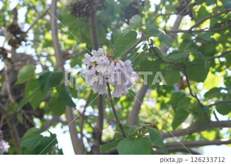 桐の花 126233712