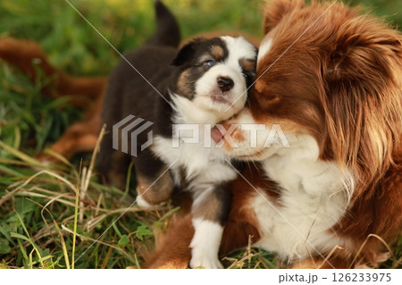 A mother dog and her puppy are laying on the grass A mother dog and her puppy are laying on the grass 126233975