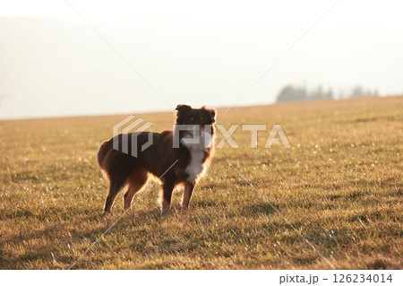 Brown and white dog is standing in a field of grass 126234014
