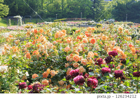 満開見頃な靱公園 バラ園 126234212
