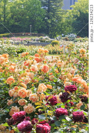 満開見頃な靱公園 バラ園 126234213