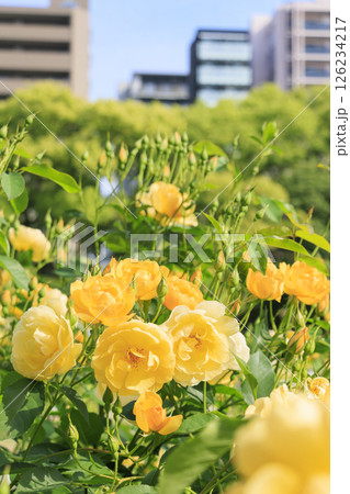 満開見頃な靱公園 バラ園 126234217