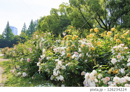満開見頃な靱公園 バラ園 満開見頃な靱公園 バラ園 126234224