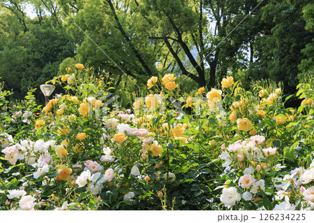 満開見頃な靱公園 バラ園 126234225