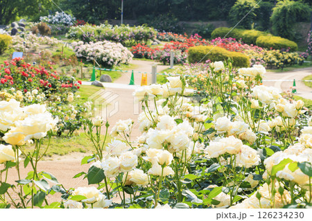 満開見頃な靱公園 バラ園 126234230