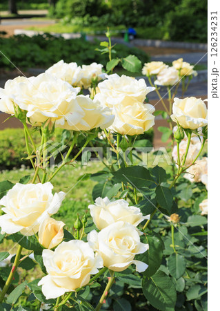 満開見頃な靱公園 バラ園 126234231