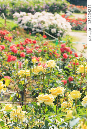 満開見頃な靱公園 バラ園 126234232