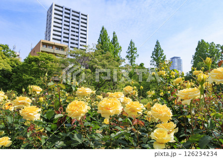満開見頃な靱公園 バラ園 126234234
