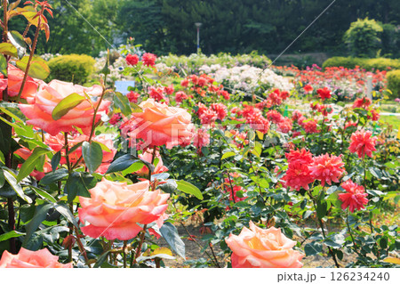 満開見頃な靱公園 バラ園 126234240