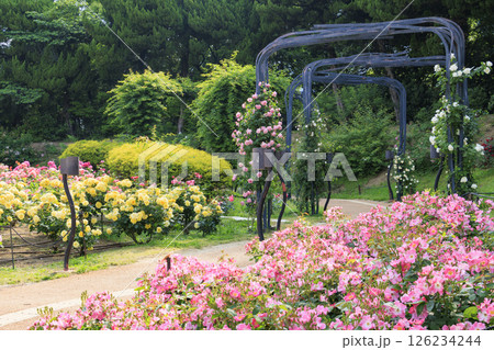満開見頃な靱公園 バラ園 126234244