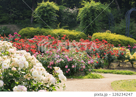満開見頃な靱公園 バラ園 126234247