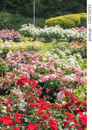 満開見頃な靱公園 バラ園 126234252