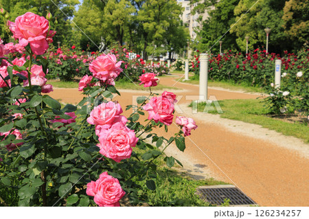 満開見頃な靱公園 バラ園 126234257