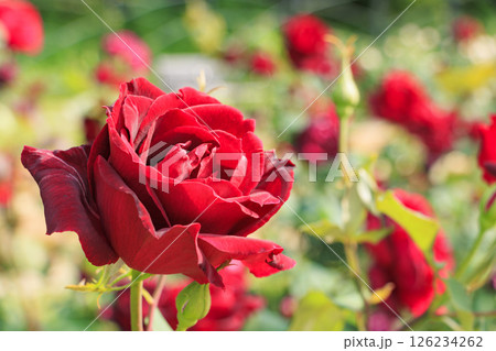 満開見頃な靱公園 バラ園 126234262