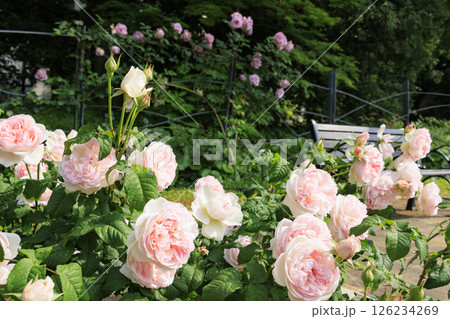 満開見頃な靱公園 バラ園 126234269