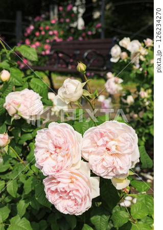 満開見頃な靱公園 バラ園 126234270