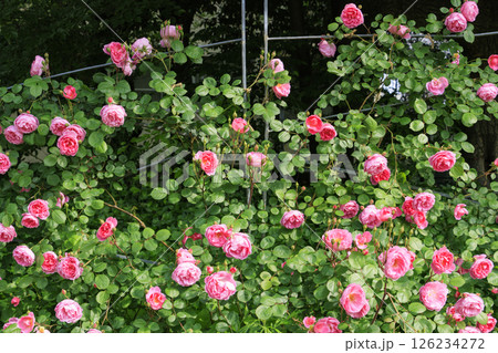 満開見頃な靱公園 バラ園 126234272